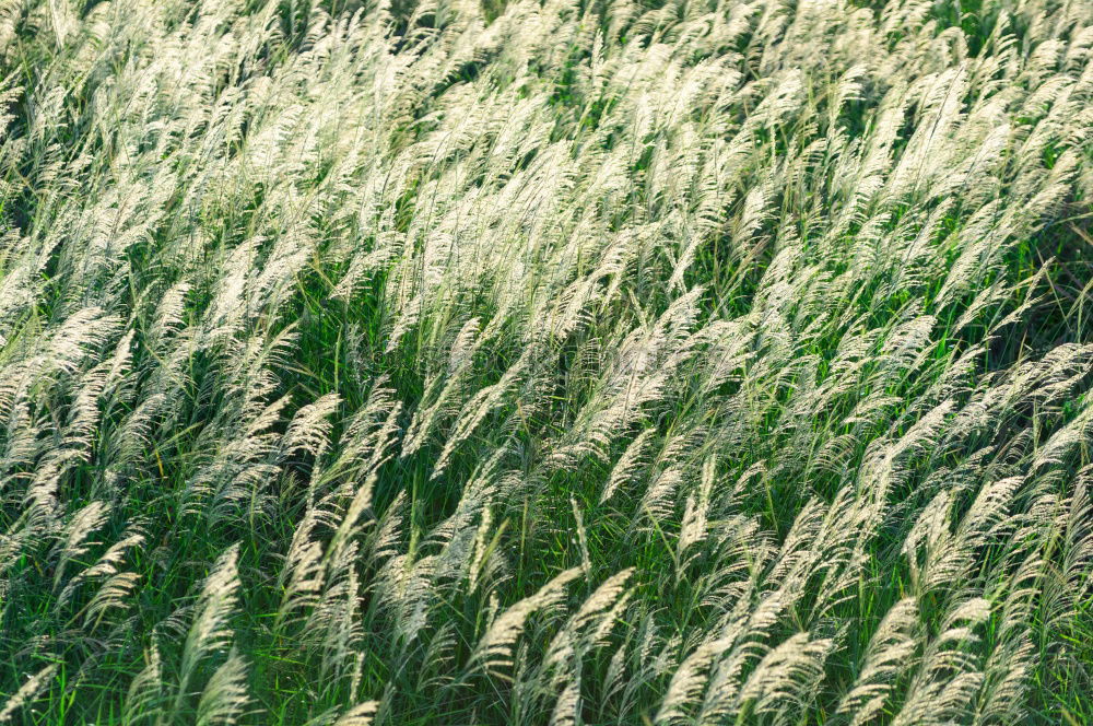 Similar – Image, Stock Photo cornfield Nature Animal