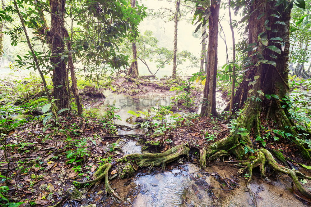 Similar – Foto Bild rainforest Umwelt Natur