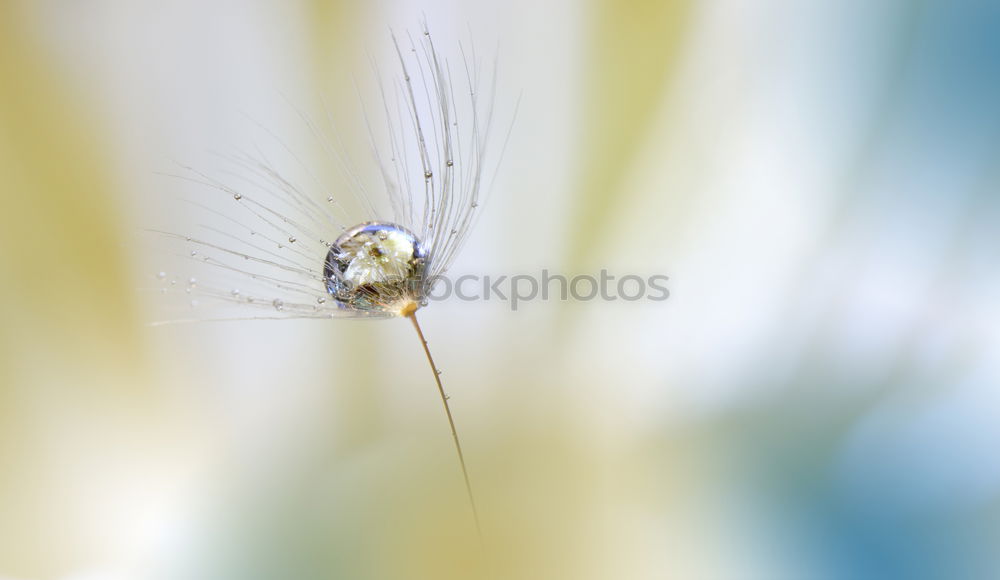 Similar – Image, Stock Photo silent Nature Plant Flower