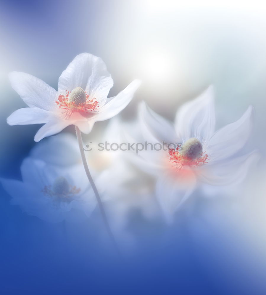 Similar – Blue anemone blossom