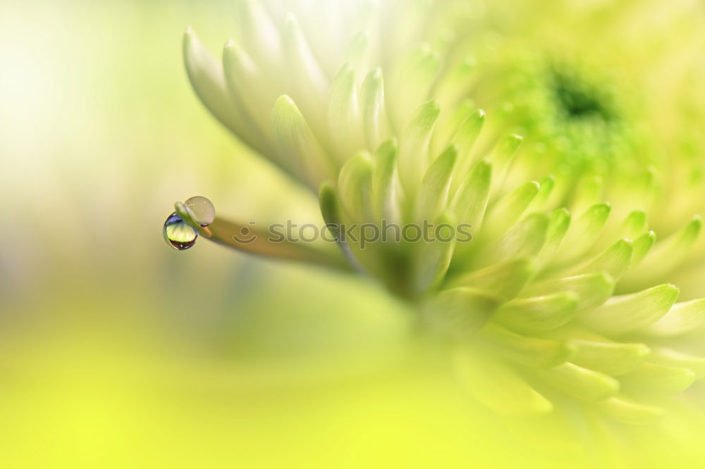 Similar – Image, Stock Photo Lilly Green White Yellow