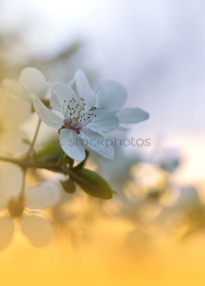 Similar – Image, Stock Photo flowering twig Environment