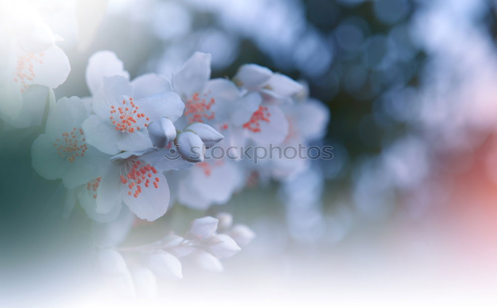 Image, Stock Photo Man, it’s cold! Blossom