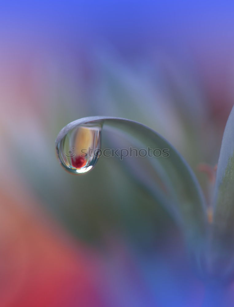 Similar – Image, Stock Photo and a few more raindrops.