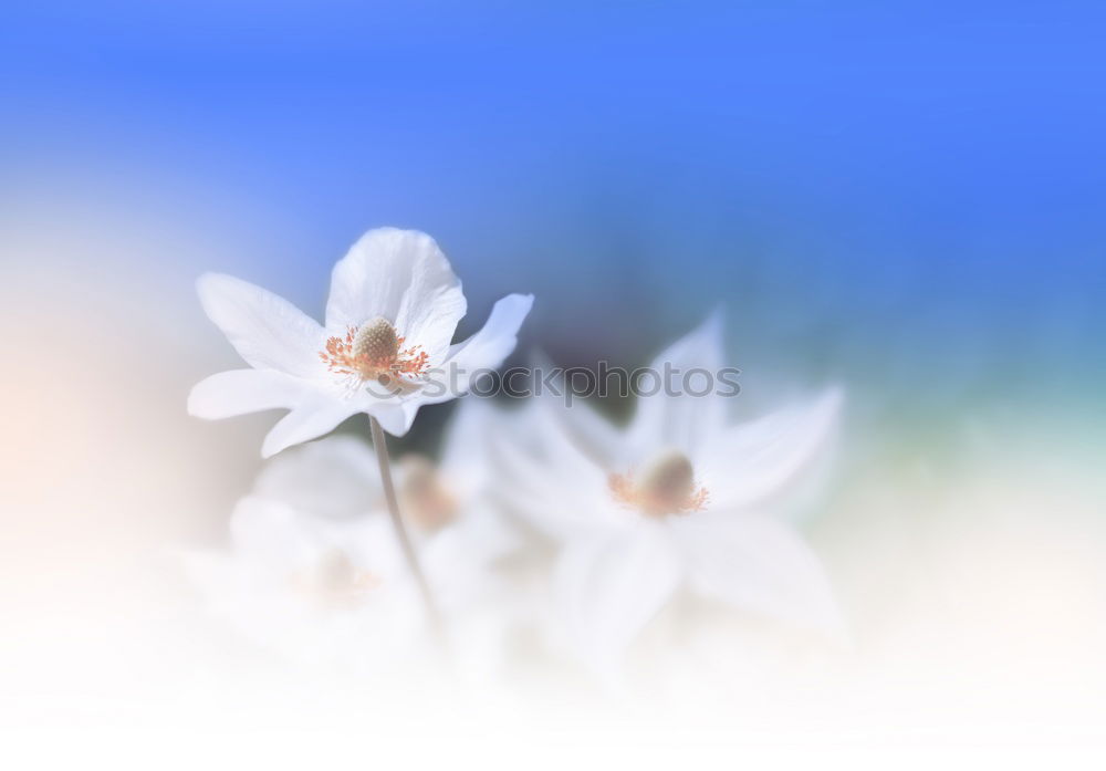 Similar – Image, Stock Photo blue flowers the hydrangea