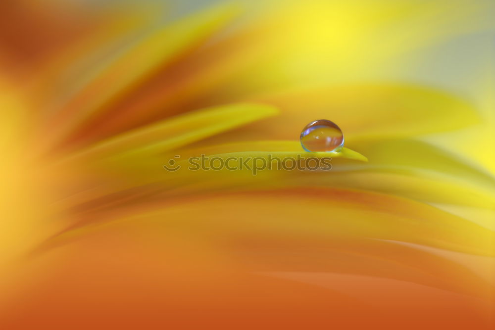Similar – Image, Stock Photo Orange blossom dream.