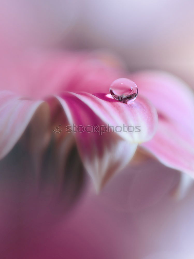 Similar – Image, Stock Photo Peruvian lily with raindrops