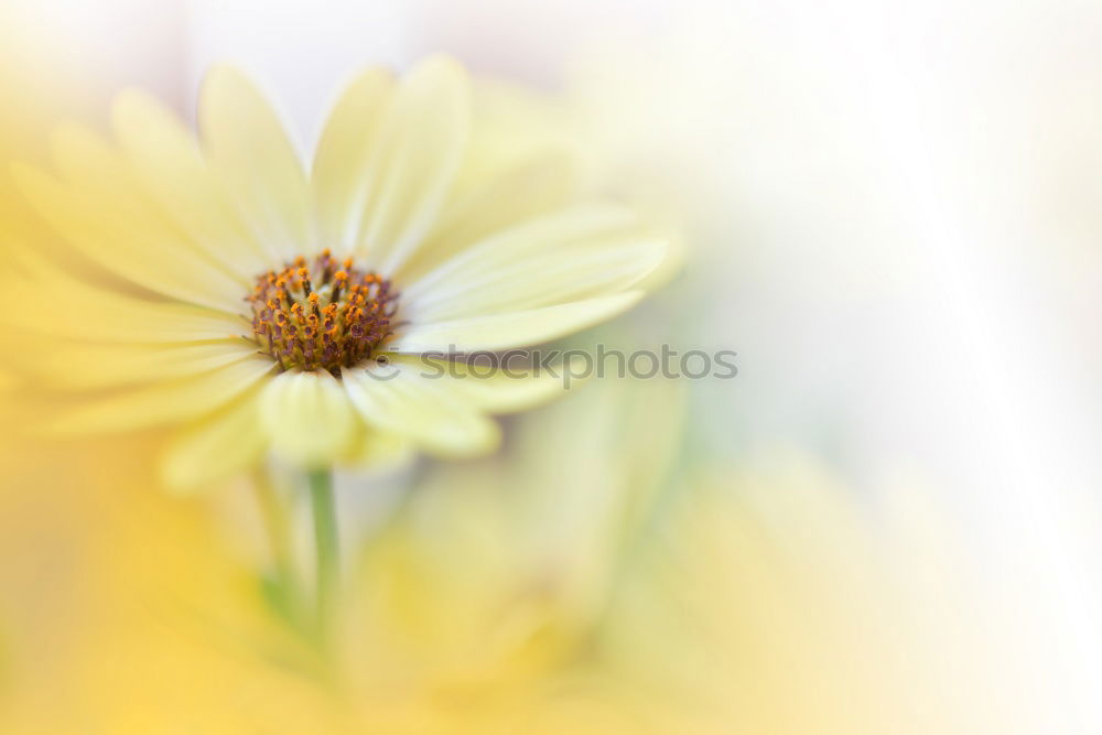 Similar – daisies Nature Plant