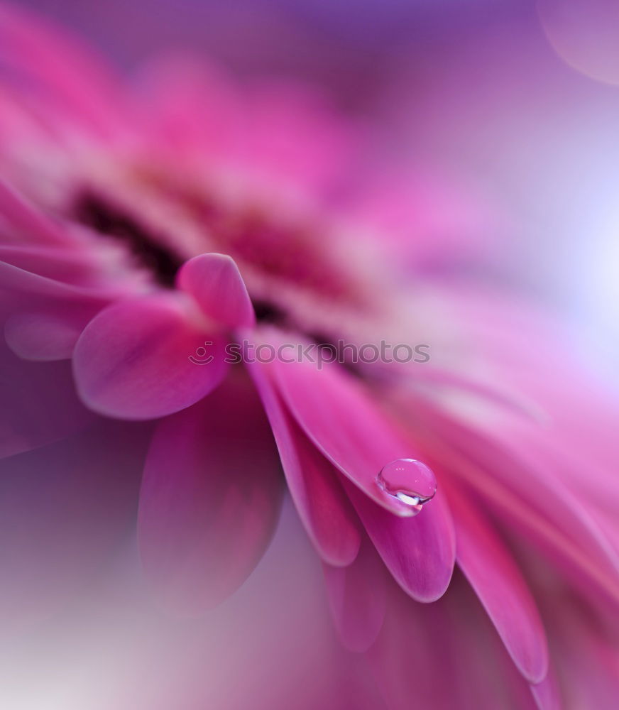 Similar – Image, Stock Photo lilac Lilac Violet