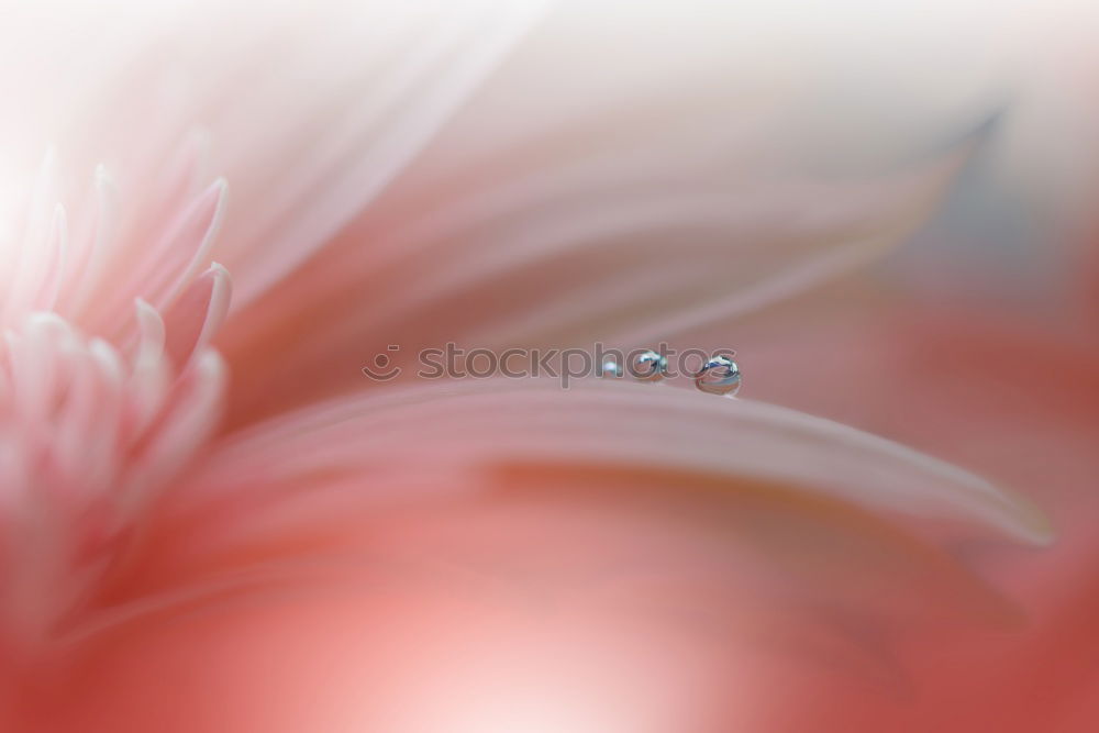 Similar – Image, Stock Photo Gerbera I Interior design