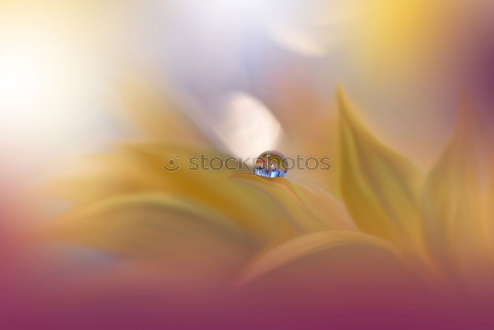 Similar – Image, Stock Photo Gentle romantic artistic image. Soft pastel background blur .