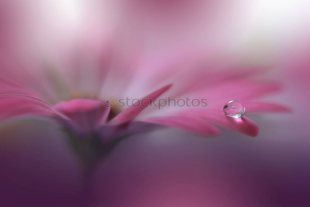 Similar – Image, Stock Photo White Clover Garden plants