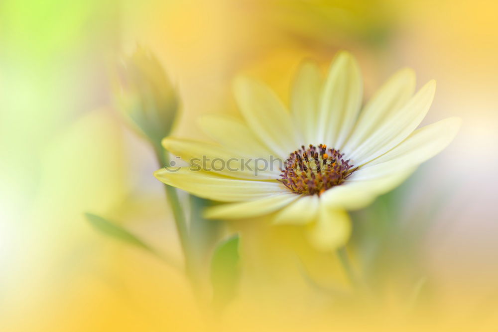 Similar – Image, Stock Photo Sea of flowers at the lake