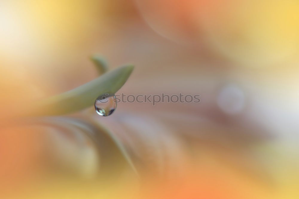 Image, Stock Photo Drops VI Nature Plant Sun