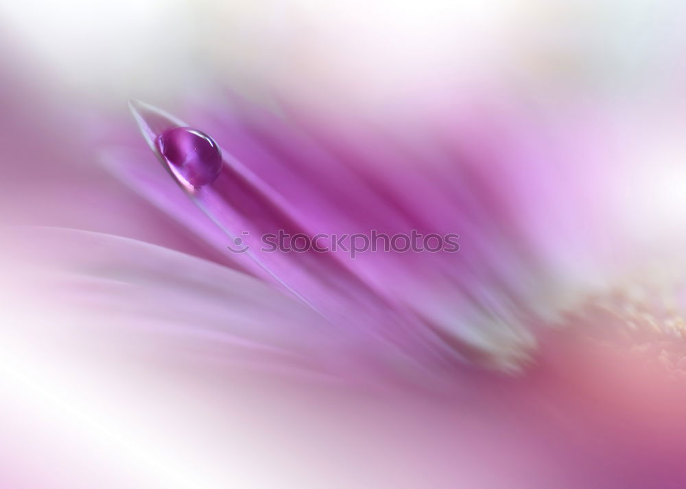 Similar – Image, Stock Photo Flowers at dusk Beautiful