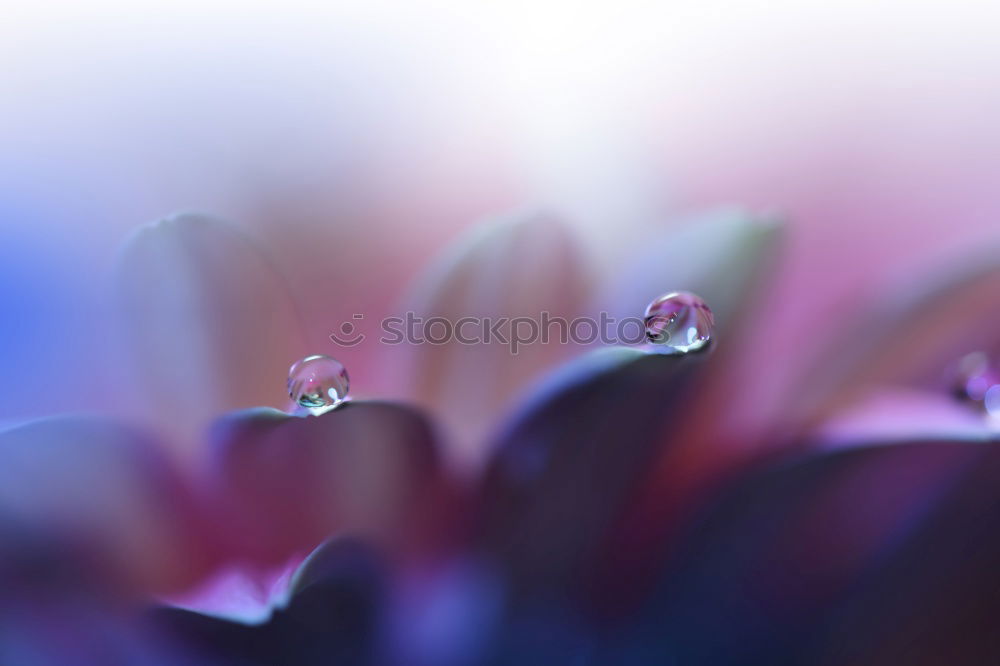 Similar – Crocuses with raindrops