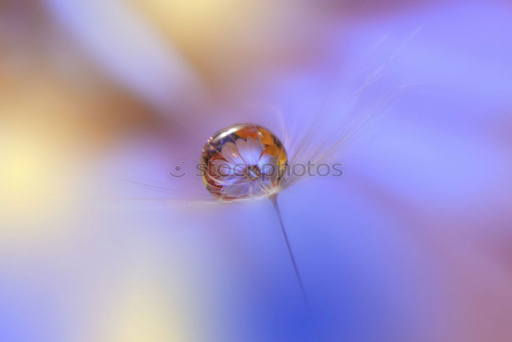 Similar – Image, Stock Photo silent Nature Plant Flower