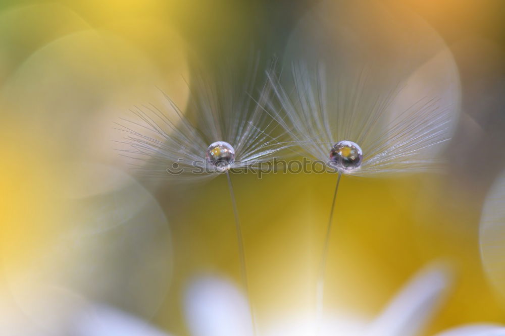 Image, Stock Photo Lady’s mantle with drops