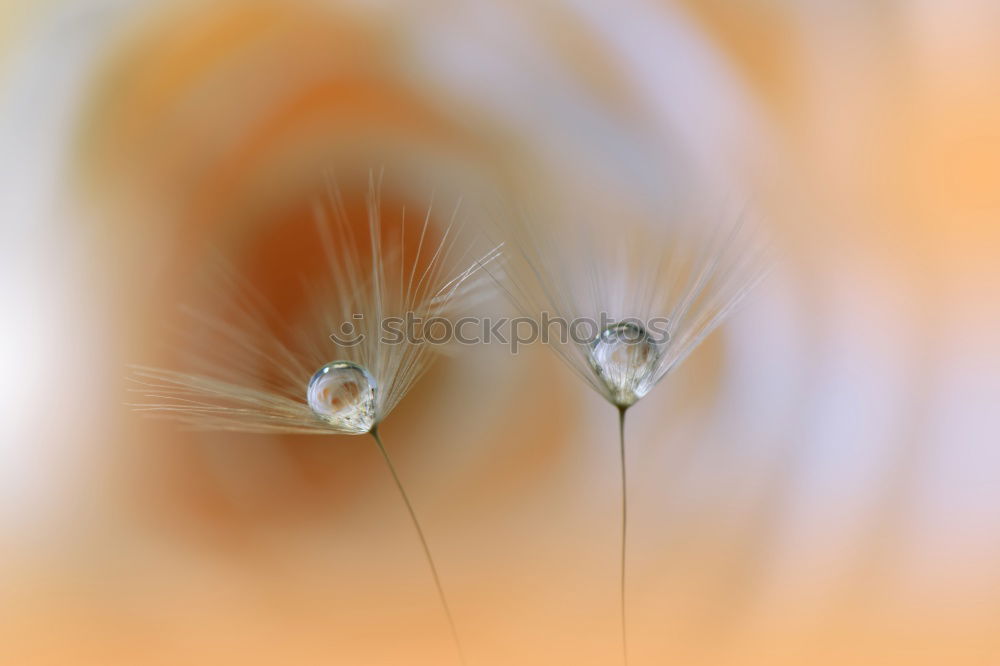 Similar – Bee on flower Flower