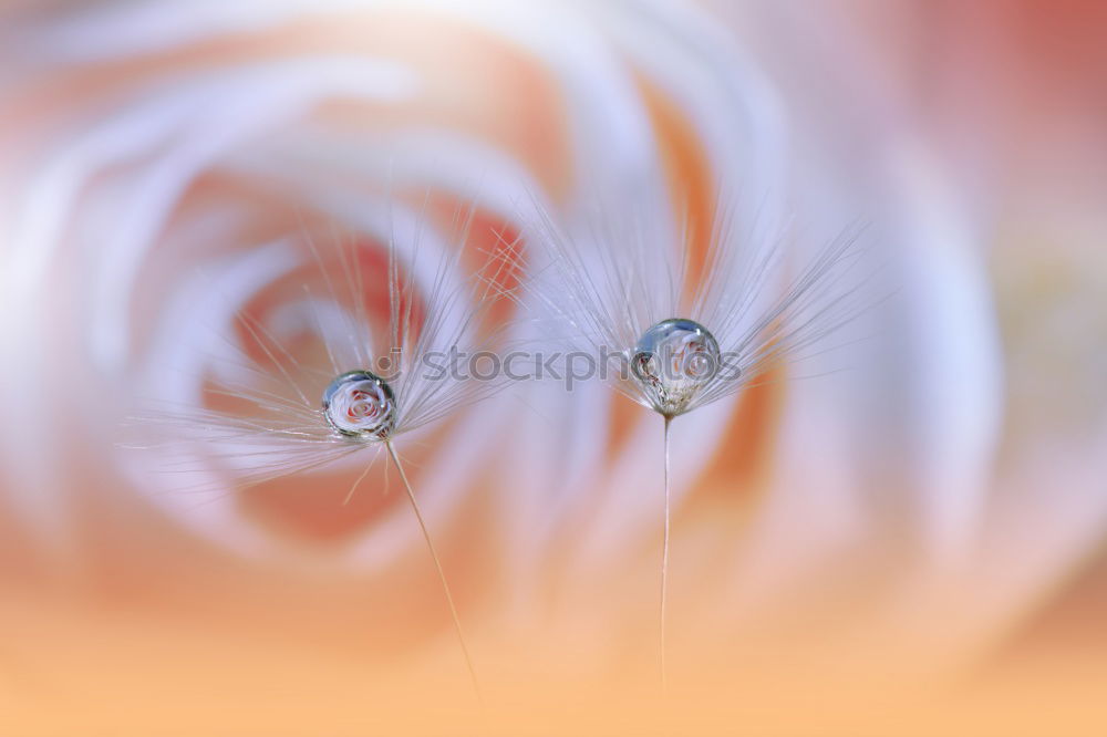 Similar – Image, Stock Photo Sky blue leaf beetle on a daffodil blossom