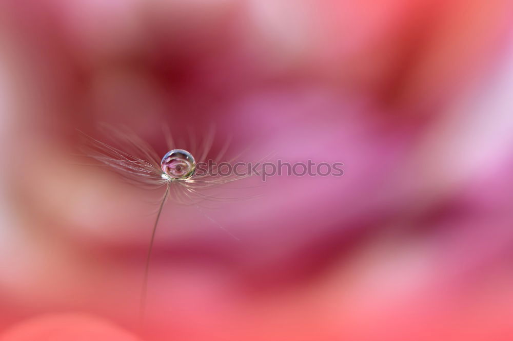 Image, Stock Photo Frog in pink Animal 1