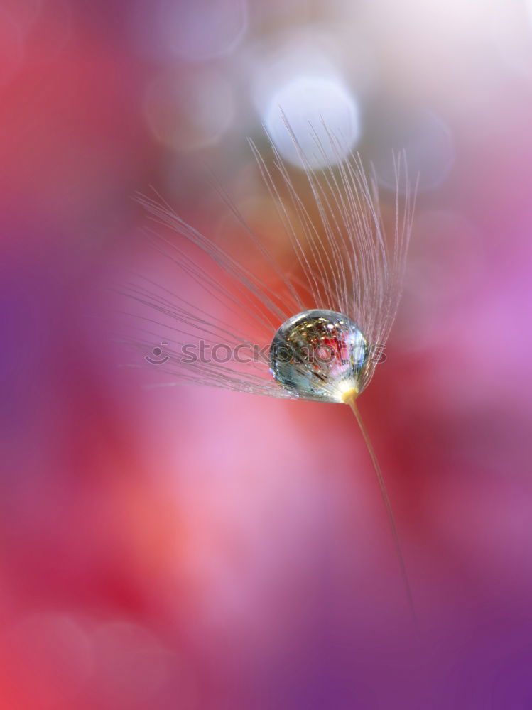 Similar – Image, Stock Photo droplet with pointed hat