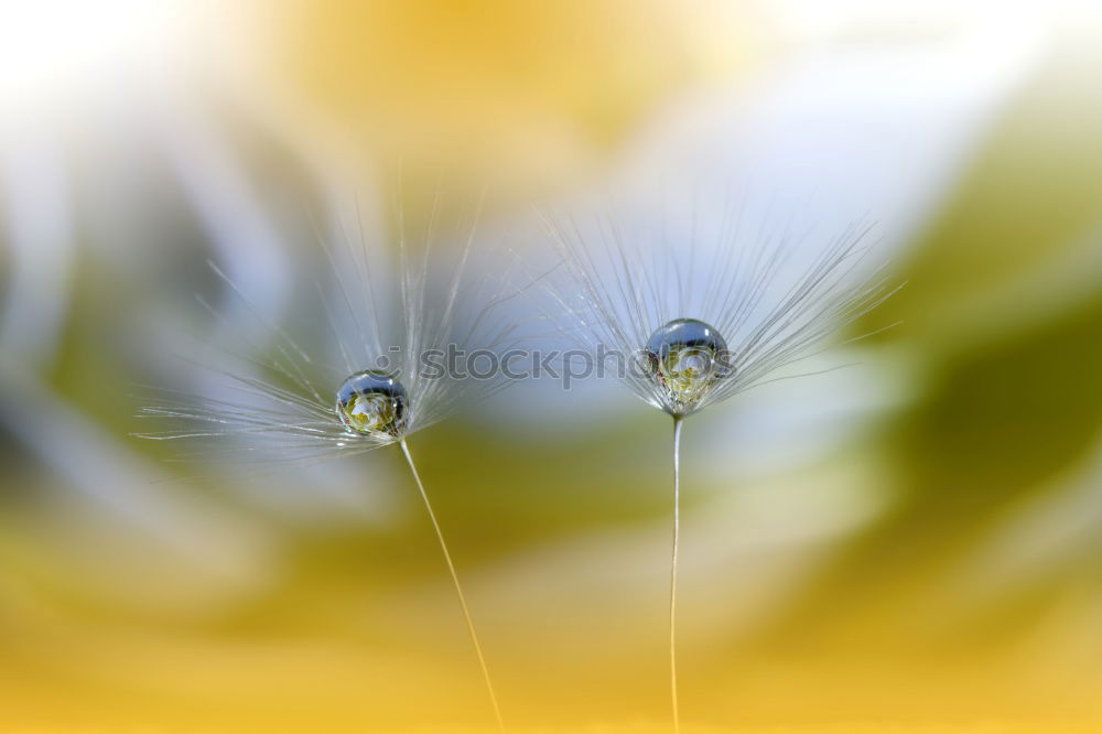 Similar – Image, Stock Photo Give me a hug! Blossom