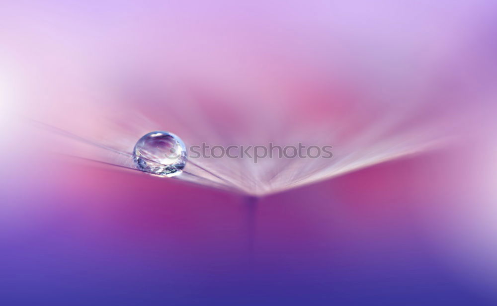 Similar – Crocuses with raindrops