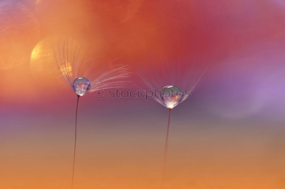 Similar – Image, Stock Photo coming closer Soap bubble