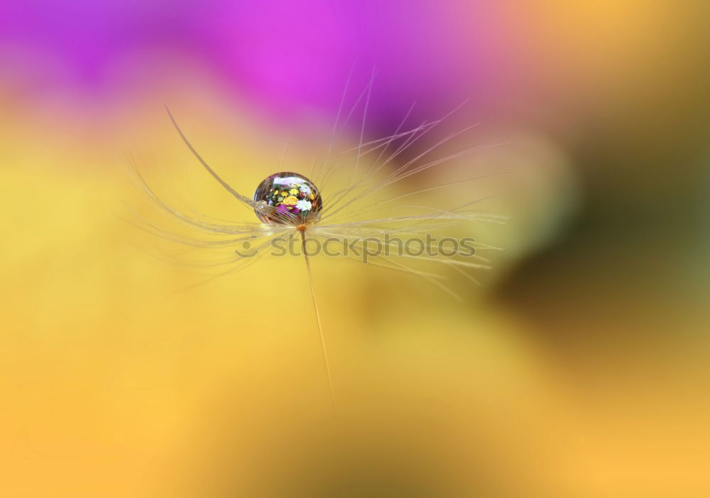 Similar – Image, Stock Photo Large Bee-Fly (Bombylius Major) Gathers Flower Pollen