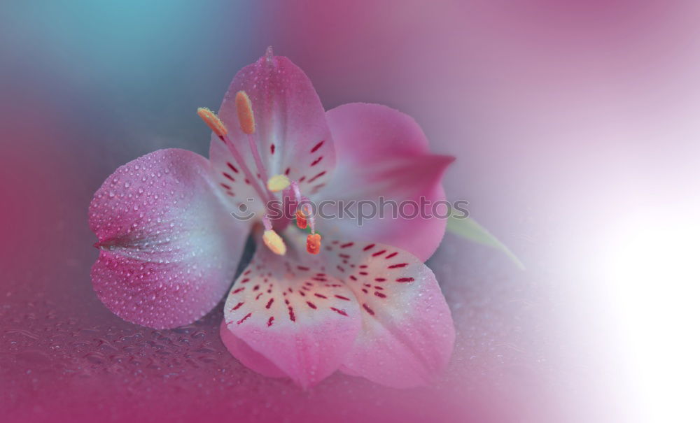 Similar – Image, Stock Photo pastel Harmonious