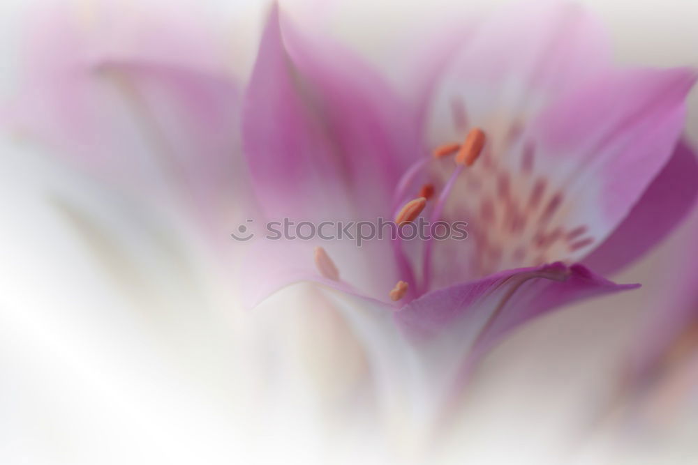 Similar – Image, Stock Photo pastel Harmonious