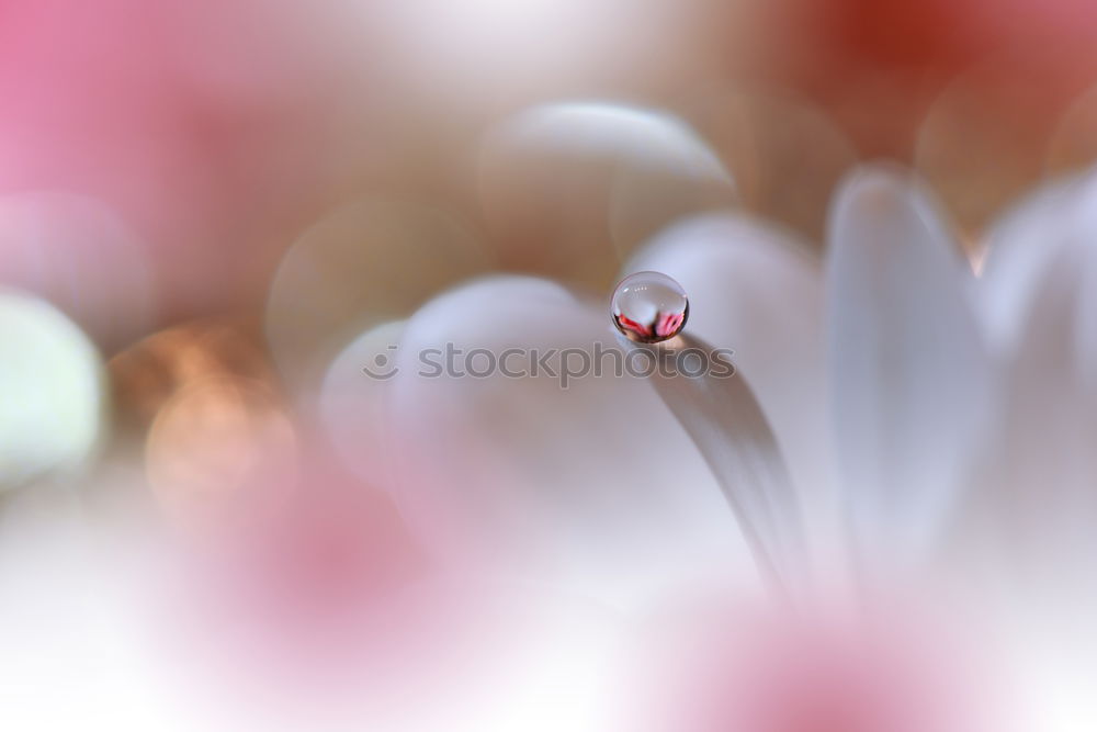 Similar – Image, Stock Photo straw flowers Elegant