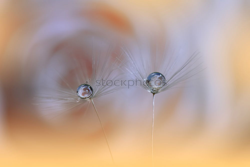 Image, Stock Photo trickle Tin Eaves Gutter