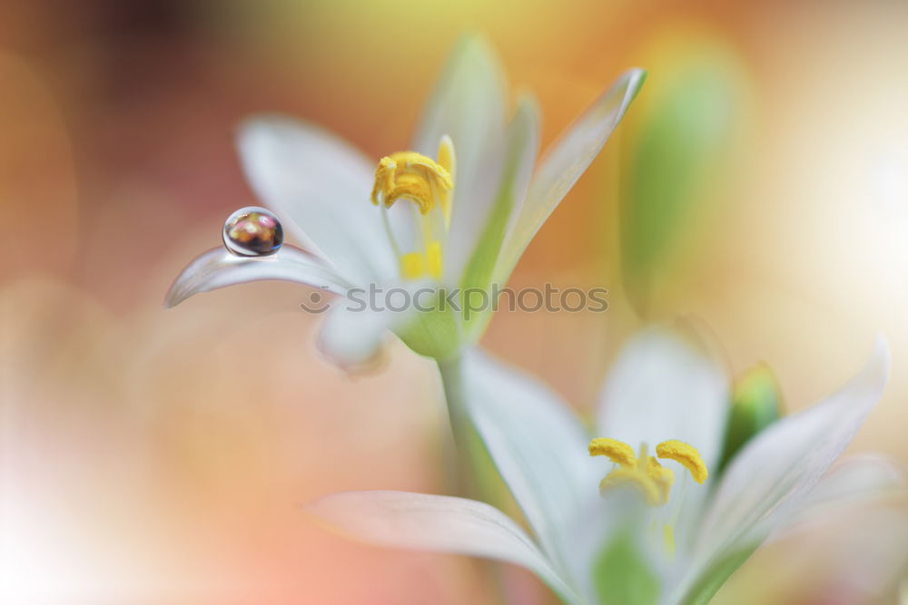 Similar – Foto Bild Rotgelbe Dahlien-Blüten mit Bienen