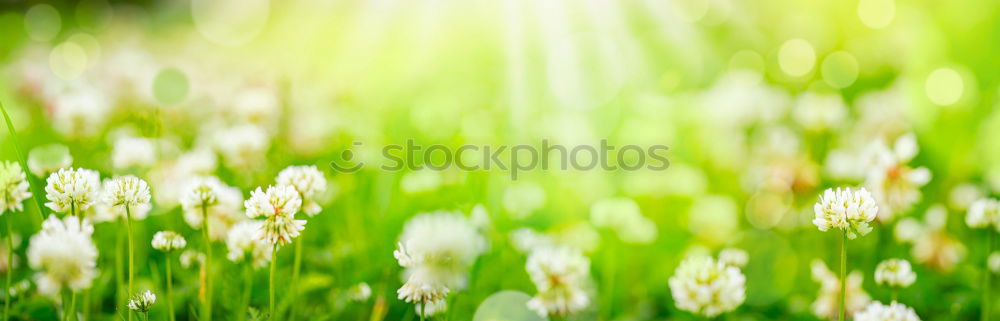 Similar – Gänseblümchen Wiese grün