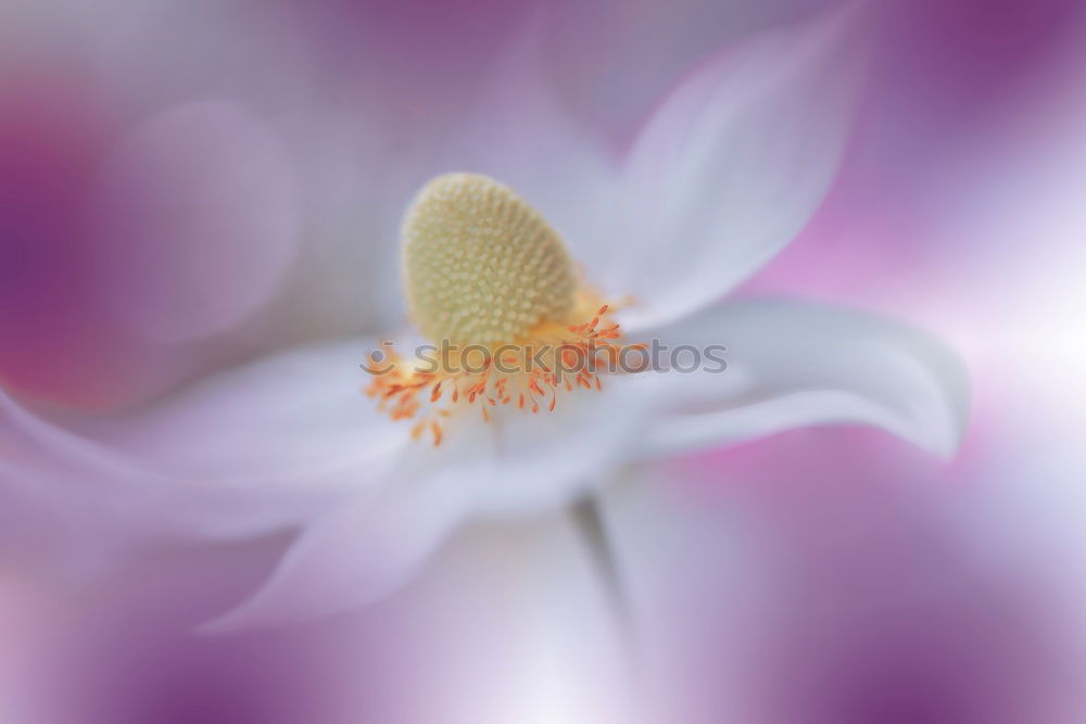 Similar – mauve Plant Spring Flower