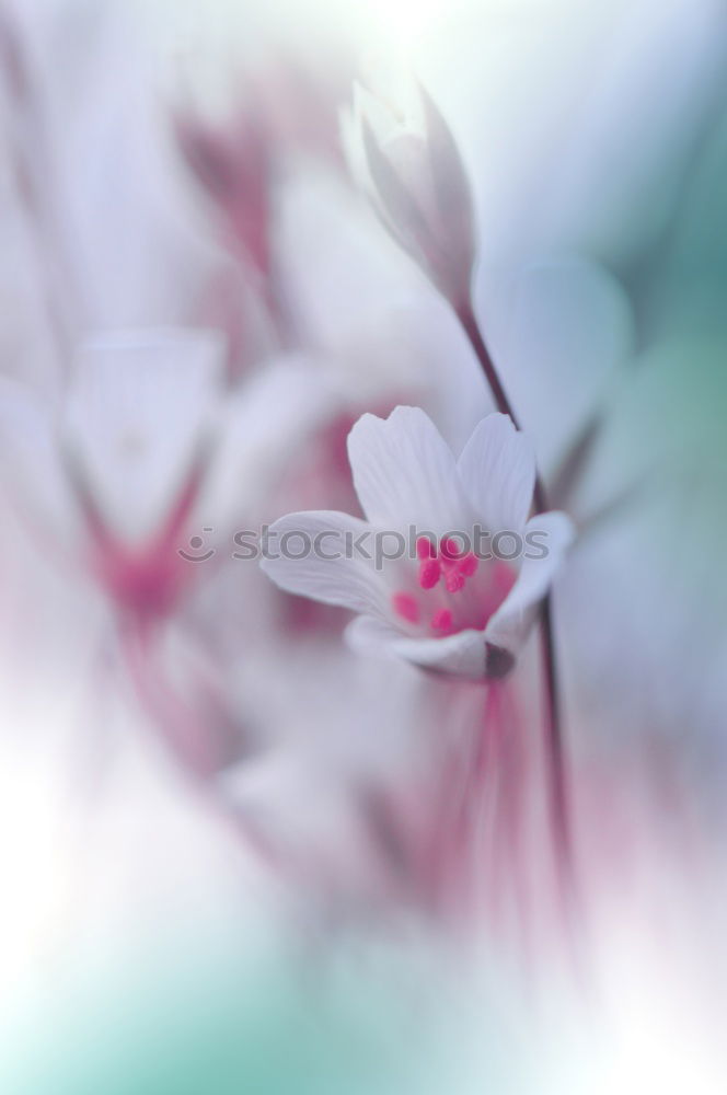 Similar – Image, Stock Photo White Clover Garden plants