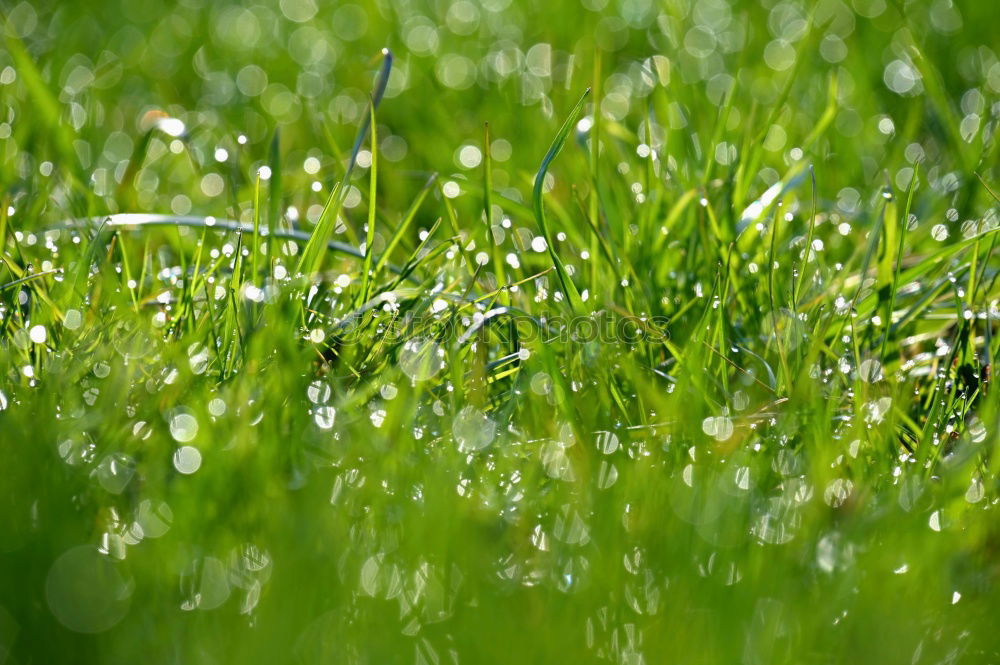 Aus der Ameisensicht Gras