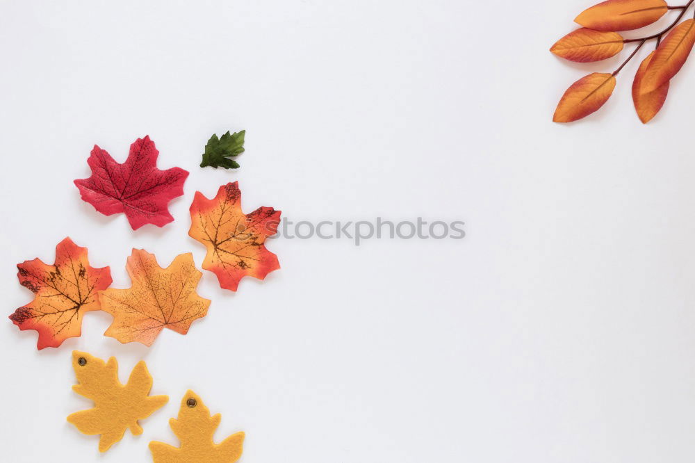 Similar – Bฺlank paper with autumn leaves and pumpkin