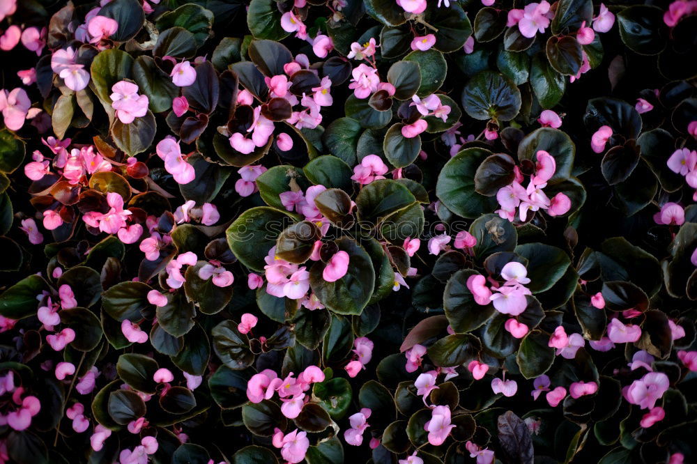 Similar – Image, Stock Photo thematic background