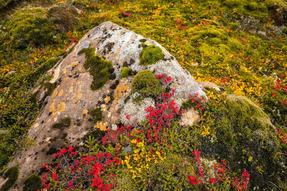 Image, Stock Photo Braiding on rocks