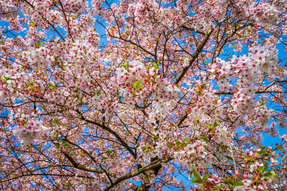 Similar – …Blossoms Umwelt Natur