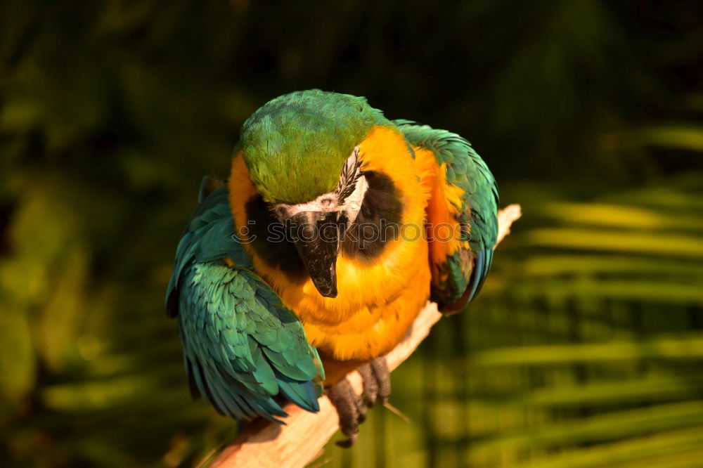 Similar – Parrot in a tree Exotic