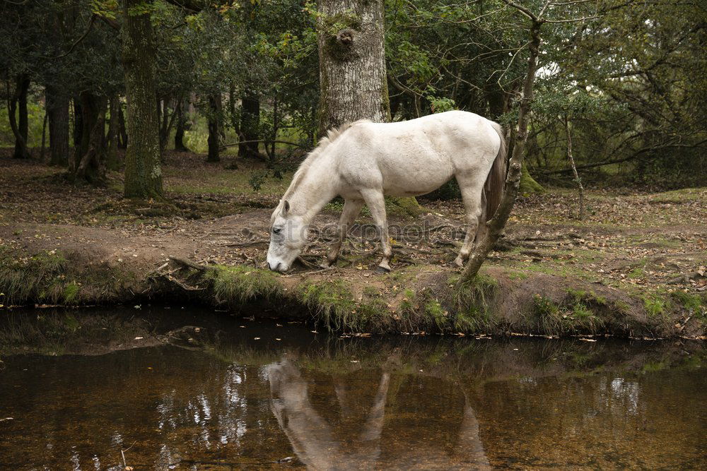 Similar – Image, Stock Photo Tethered horse in woods