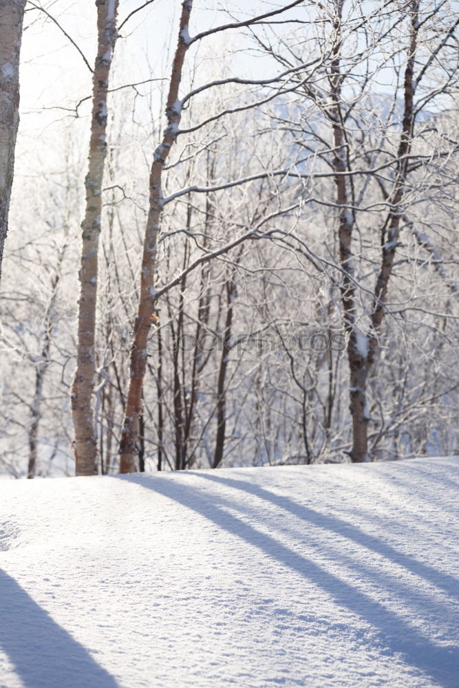 Similar – Foto Bild LANGER LAUF Gesundheit