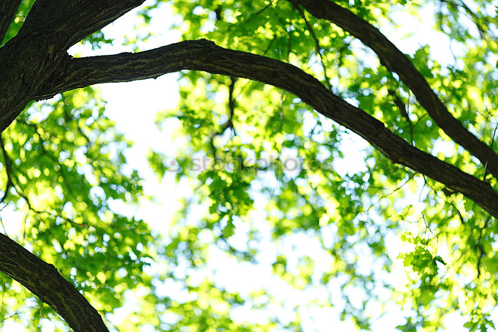 Similar – Image, Stock Photo foliage Newspaper