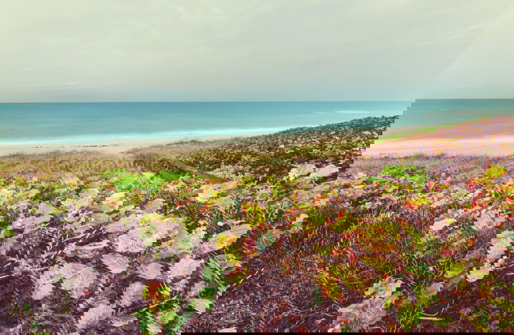 Similar – Image, Stock Photo Beautiful beach in Portugal
