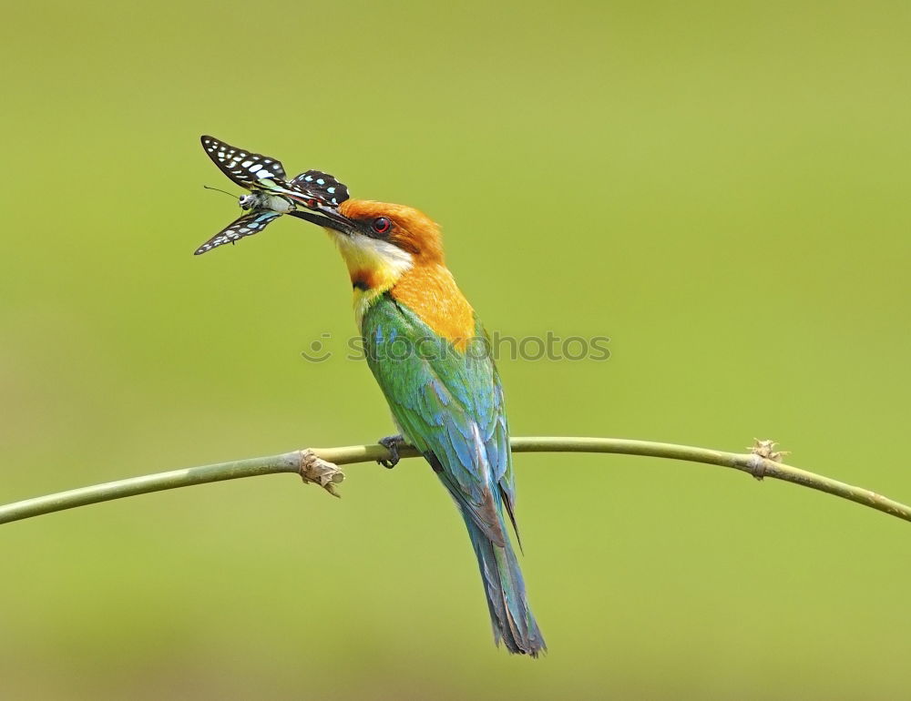 Similar – Image, Stock Photo the catch Animal Bird 1