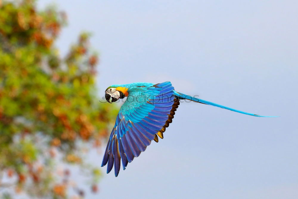 Similar – Image, Stock Photo Glossy Starling